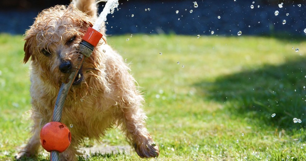 HUNDEHALTUNG IM MIETRECHT 1ster Hund
